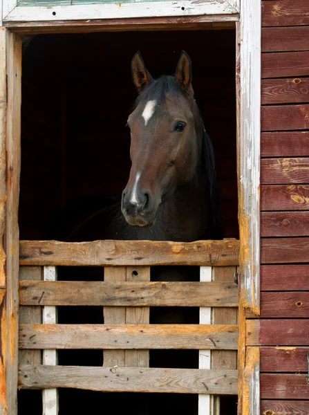 At istikrarlı — Stok fotoğraf