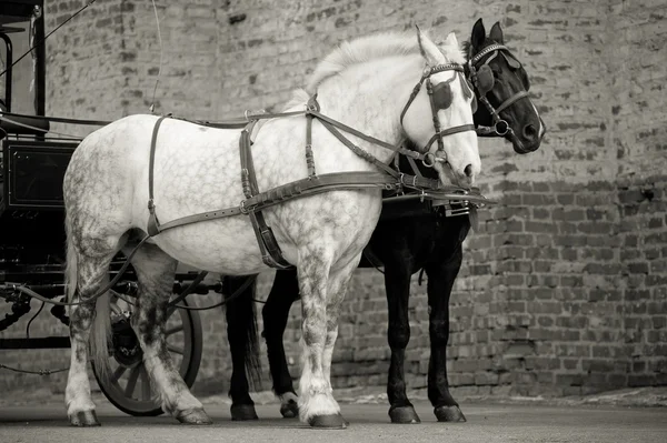 Horses in carriage — Stock Image Horses in carriage Royalty Free Stock Photos