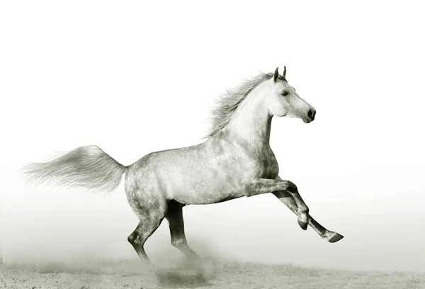 Stallion in dust — Stock Photo, Image