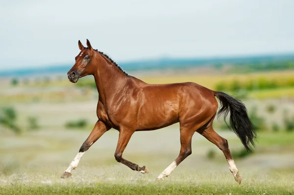 Платье лошади в поле — стоковое фото