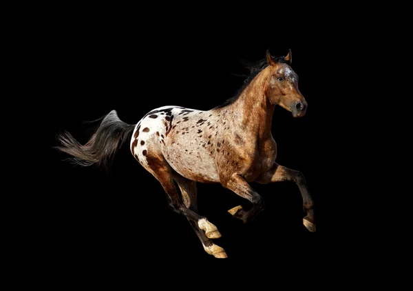 Appaloosa stallion — Stock Photo, Image