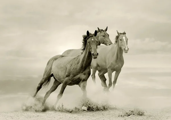 Horses in dust — Stock Photo, Image