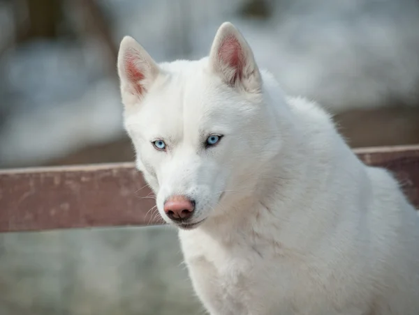 Isabella Husky Full White Husky With Blue Eyes Hot Albino Alaskan