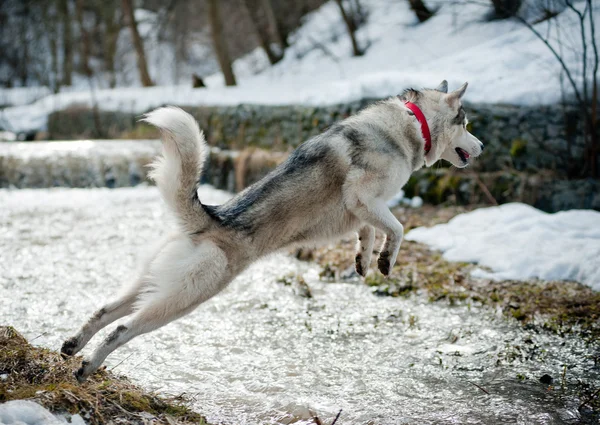 Husky jumps — Stock Photo, Image