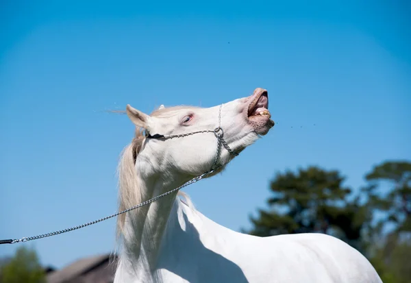 Cavalo Branco Que Sorri No Fundo Escuro Imagem de Stock - Imagem