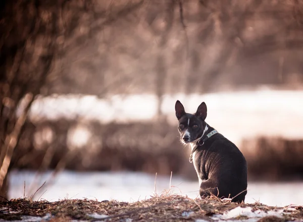 Basenji. — Fotografia de Stock