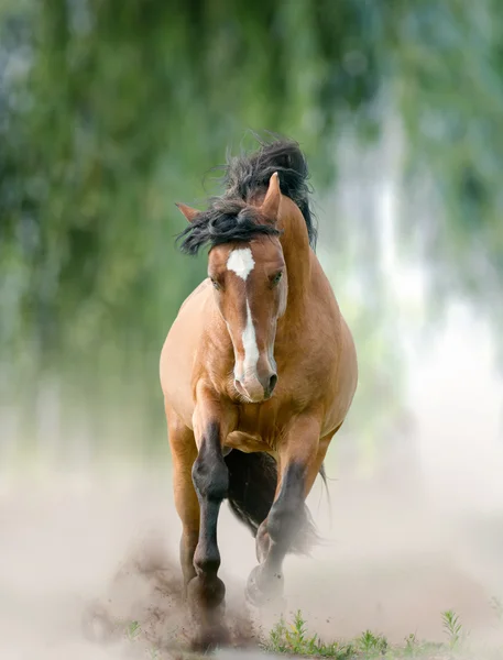 Bay hingst i damm — Stockfoto