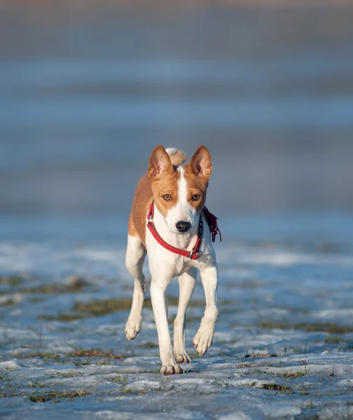 Basenji, ходьба — стокове фото