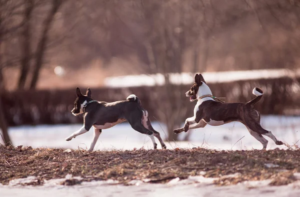 Собаки басенджи — стоковое фото