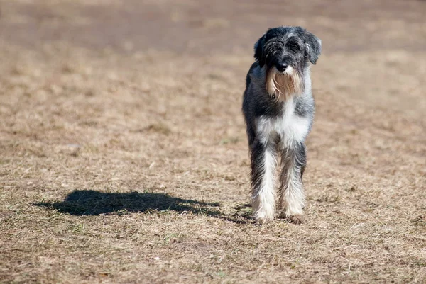 Mittelschnauzer — 图库照片