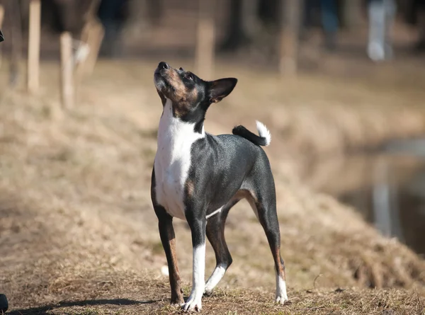 Basenji-Trikolore — Stockfoto