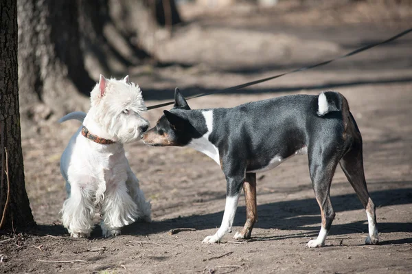 Dois cães falam — Fotografia de Stock