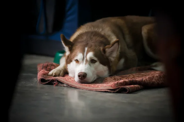 Müder Husky — Stockfoto