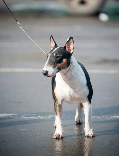 Miniatura tricolore bull terrier — Foto Stock