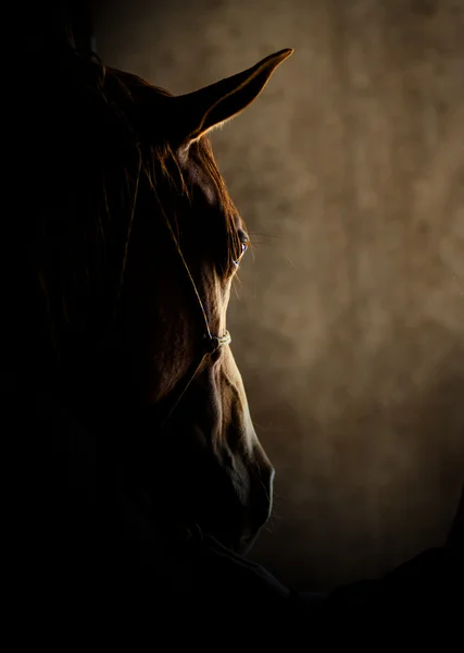 Dettaglio testa cavallo — Foto Stock