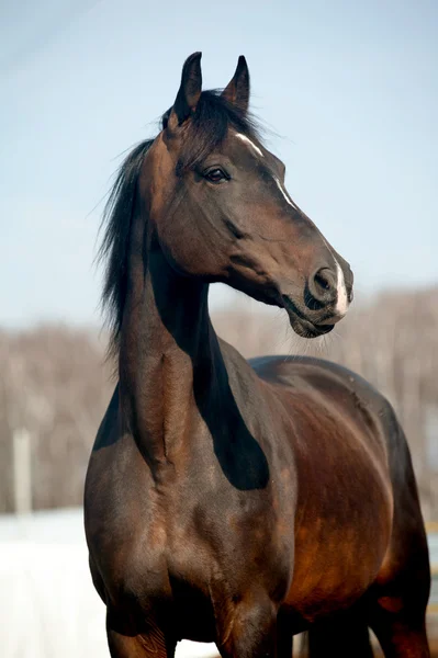 Braunes Pferd — Stockfoto