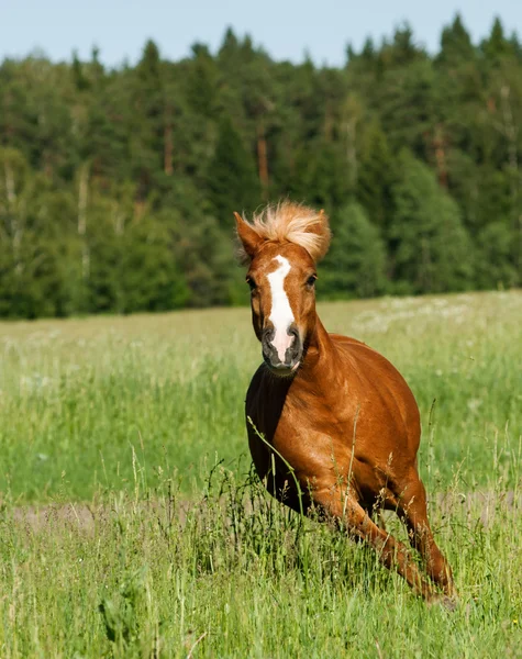 Pony corre — стокове фото