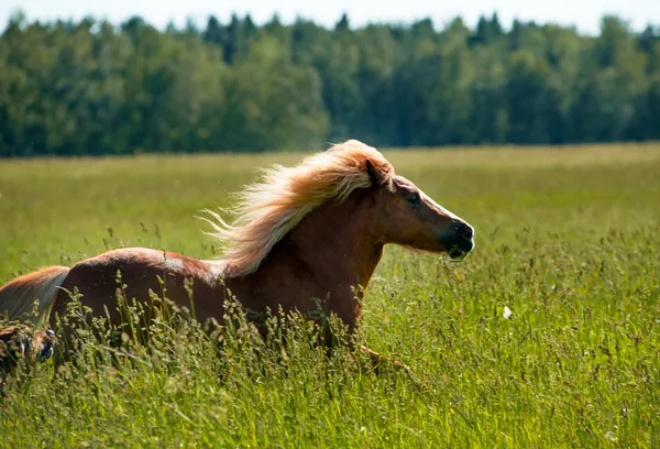 Pony runs — Stock Photo, Image