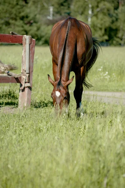 Horse grazing — Stock Photo, Image