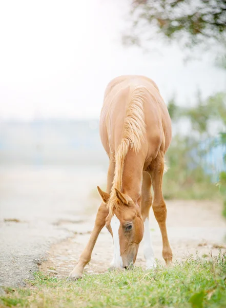 Arabische Fohlen auf der Weide — Stockfoto