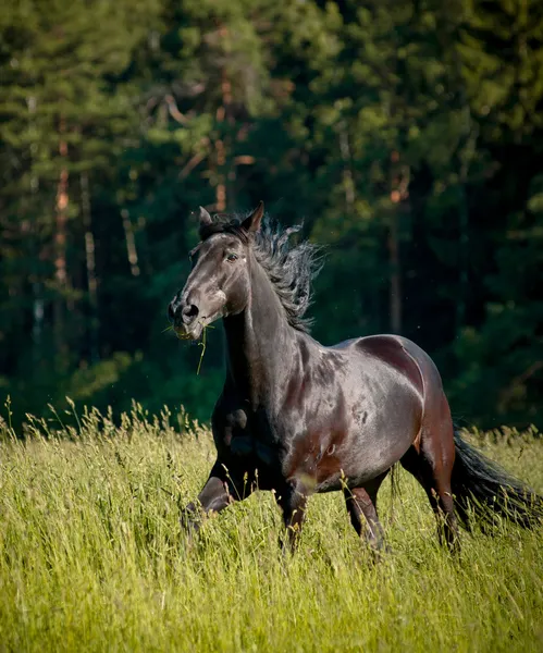 Caballo negro — Foto de Stock