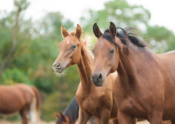 Cavalos Árabes — Fotografia de Stock