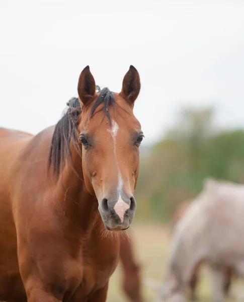 Arabisches Pferd — Stockfoto