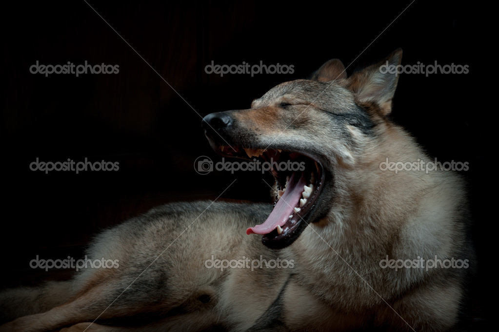 Wolfdog — Stock Photo © mari_art #43735427