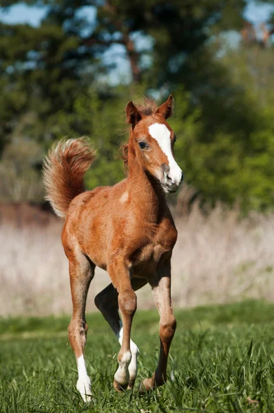 Veulen — Stockfoto