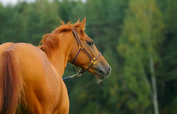 Natureza cavalo — Fotografia de Stock