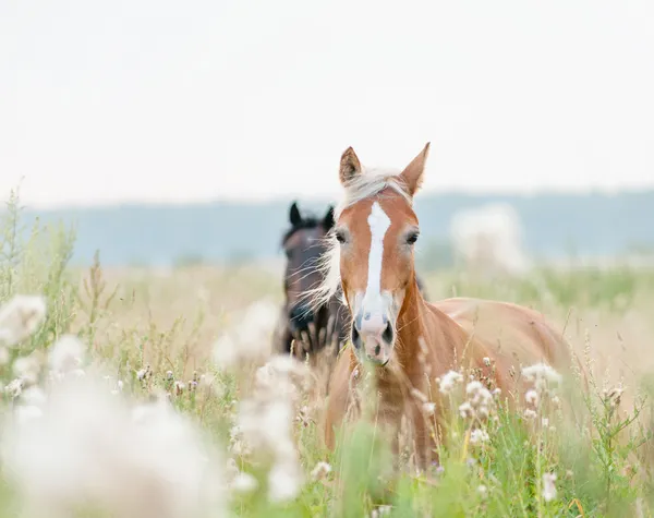 Paarden in veld — Stockfoto