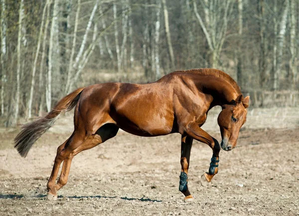 Chestnut horse — Stock Photo, Image