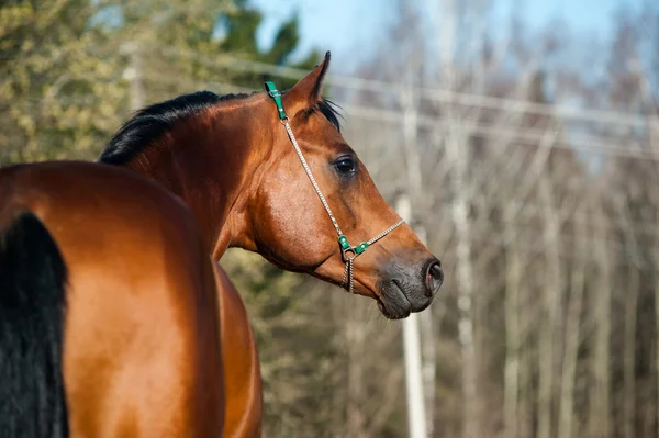 湾のアラブ種牡馬 — ストック写真