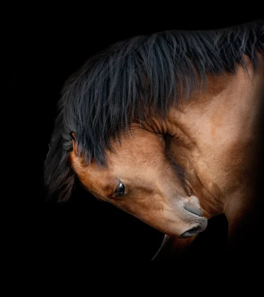 Caballo en negro —  Fotos de Stock