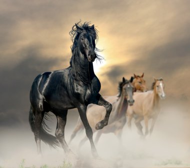black stallion clipart