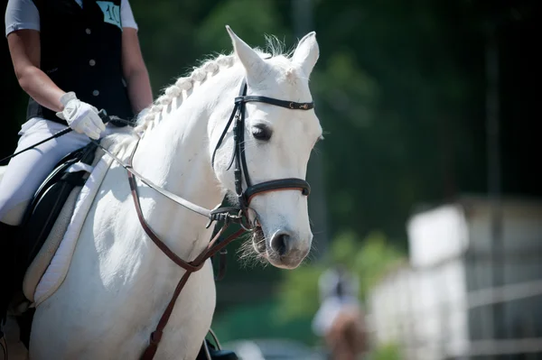 Rider and horse on dressage championship — Stock Photo, Image