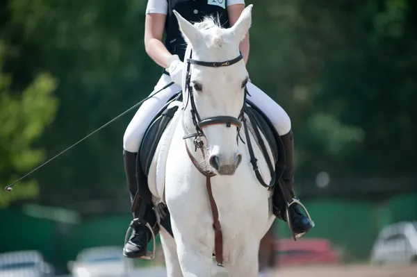 Dressage (small Dof) — Stock Photo, Image