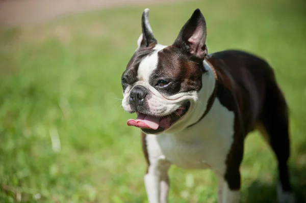 Franse bulldog — Stockfoto