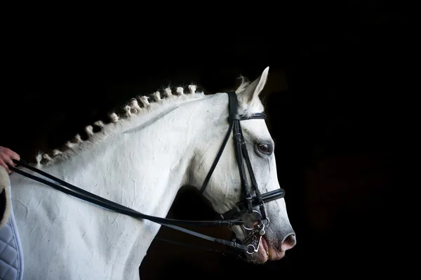 Cavaleiro em árabe branco — Fotografia de Stock