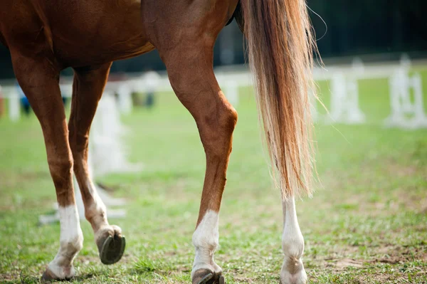 Koňské nohy — Stock fotografie