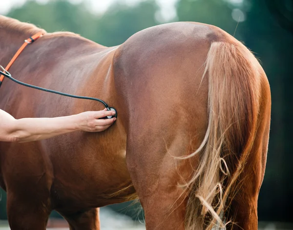 Veterinaria examinando caballo — Foto de Stock