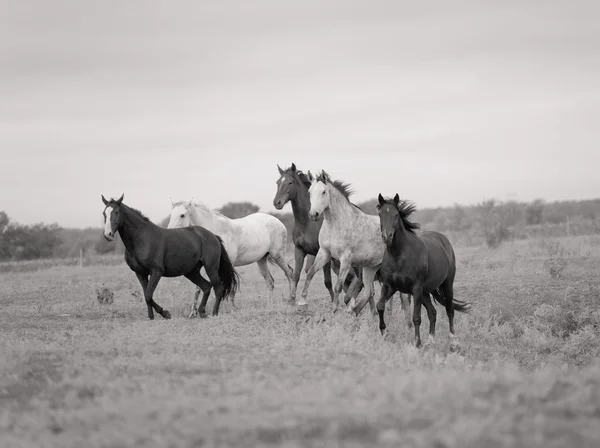 Коні — стокове фото