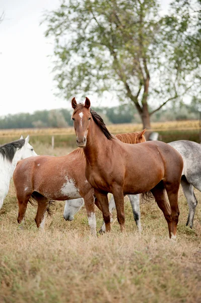 Cavalos em pradarias — Fotografia de Stock