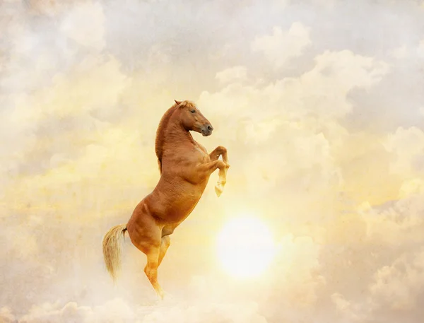 Horse and sun — Stock Photo, Image