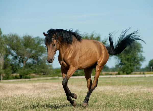 Braunes Pferd — Stockfoto