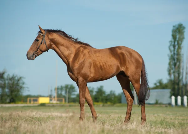 Don häst — Stockfoto