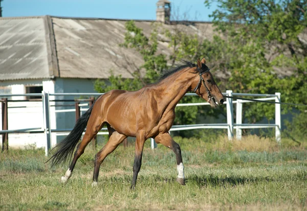 Allenamento cavalli — Foto Stock