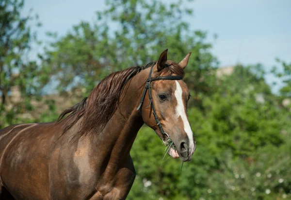 Chestnut stallion — Stock Photo, Image