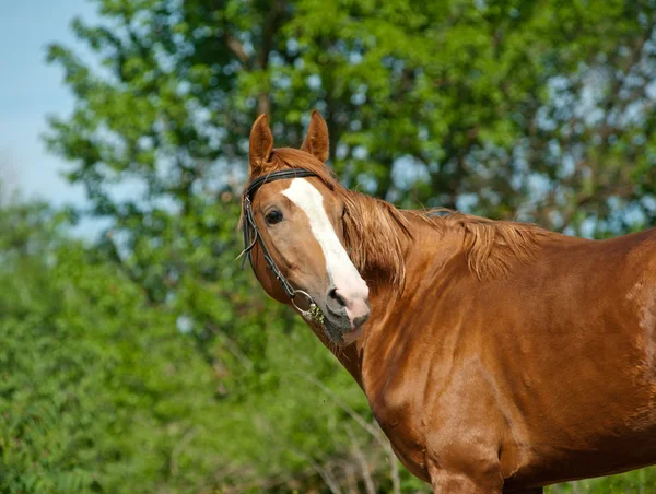 Gesztenye ló — Stock Fotó