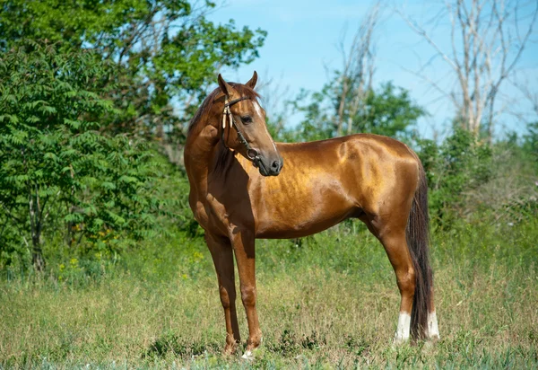 Paard stand — Stockfoto